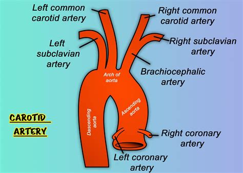 left common carotid artery function.